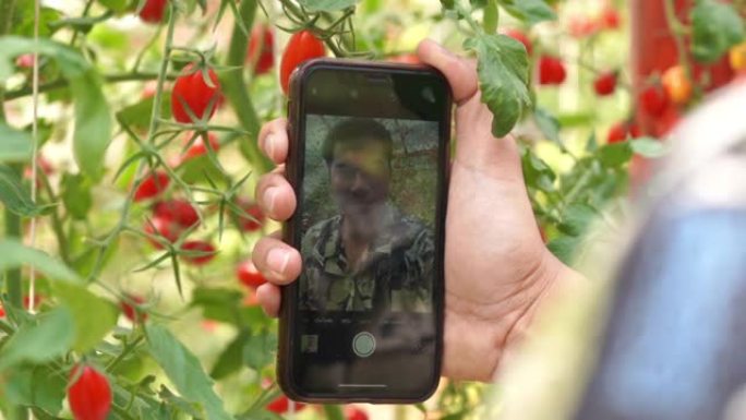 年轻的农民使用智能手机自拍与奥加尼奇农场的西红柿植物，转基因食品，生物食品，另类ifestyle