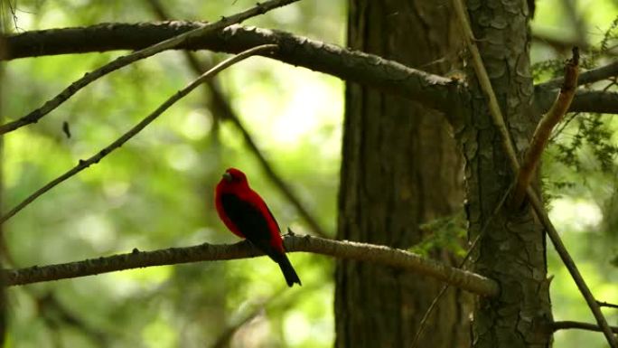阳光照耀在混合森林中的红黑鸟声中