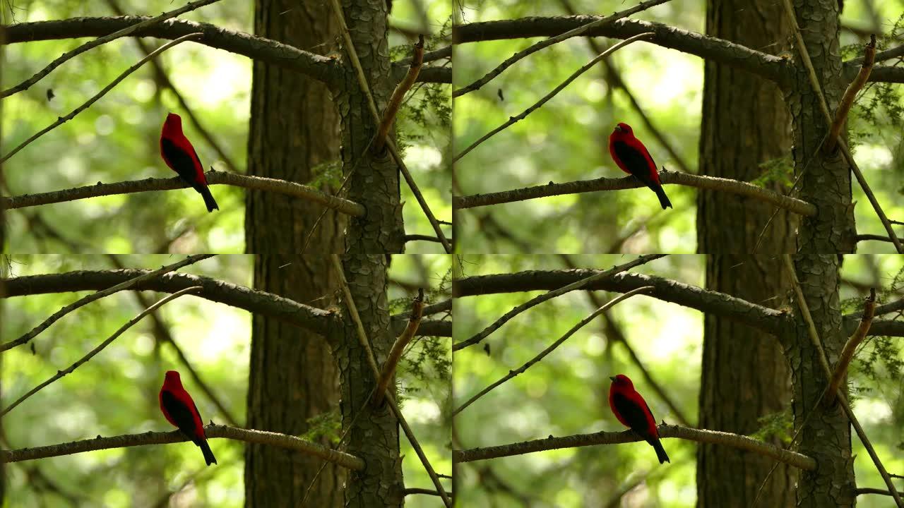 阳光照耀在混合森林中的红黑鸟声中