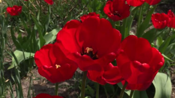 红色的郁金香花在花园里盛开。红色郁金香种在花园里。春天的花园。花坛里五颜六色的郁金香。美丽的春天花郁
