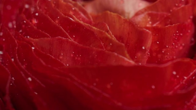 红色毛茛花与水滴，旋转宏观拍摄。