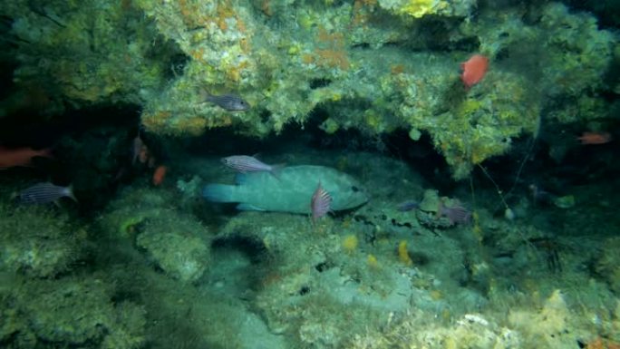 洞穴中的生活，迷彩石斑鱼-洞穴中的Epinephelus polyphekadon，印度洋，马尔代夫
