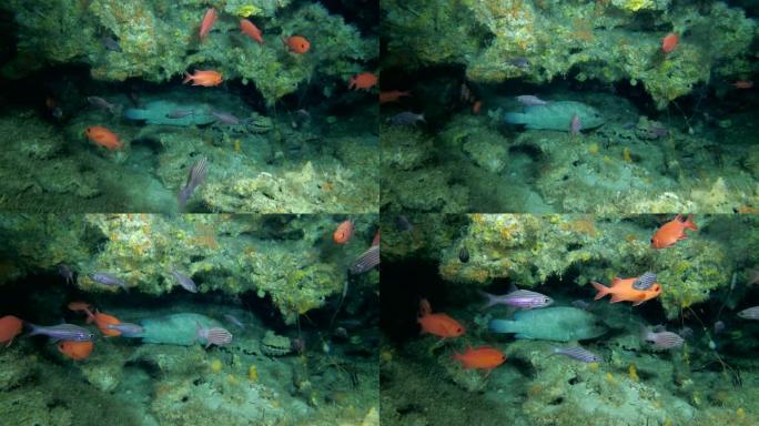 洞穴中的生活，迷彩石斑鱼-洞穴中的Epinephelus polyphekadon，印度洋，马尔代夫