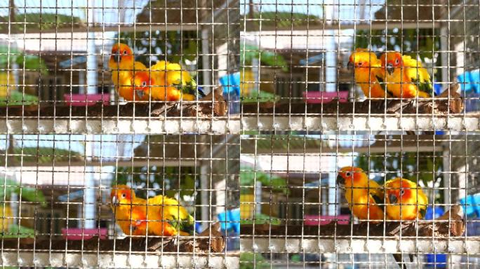 动物园笼子里鹦鹉的镜头