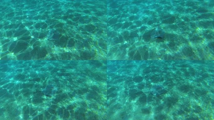蜂窝状黄貂鱼或 (Himantura uarnak) 游过海底。