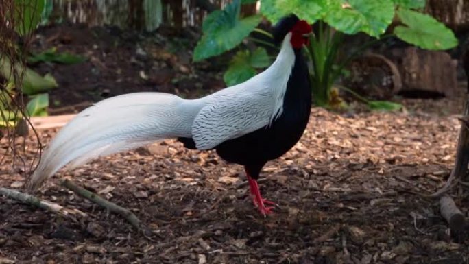 一只雄性银野鸡的特写镜头，来自亚洲的热带鸟类