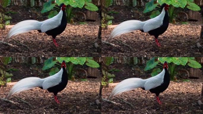 一只雄性银野鸡的特写镜头，来自亚洲的热带鸟类