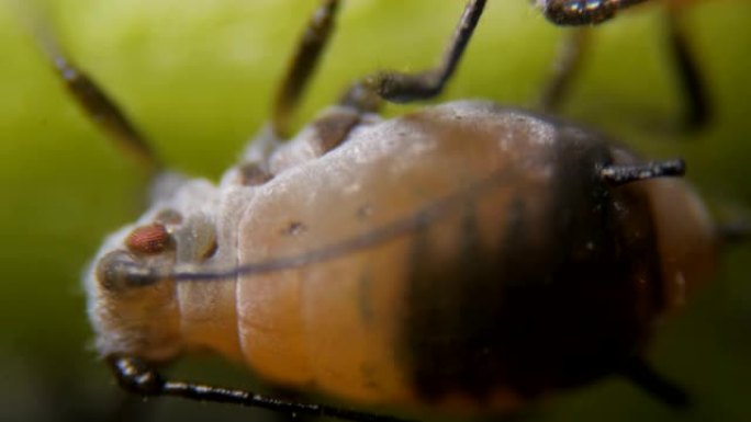 黑豆蚜 (Aphis fabae) 是半翅目的一种。显微镜下的蚜虫是危险的害虫。叶子上黑色蚜虫的极端