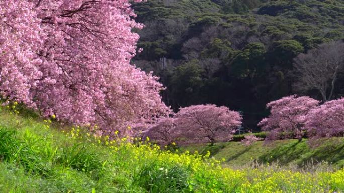 下加莫河岸上有卡诺拉花的河津樱花树