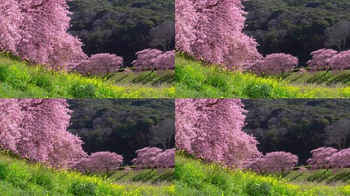 下加莫河岸上有卡诺拉花的河津樱花树