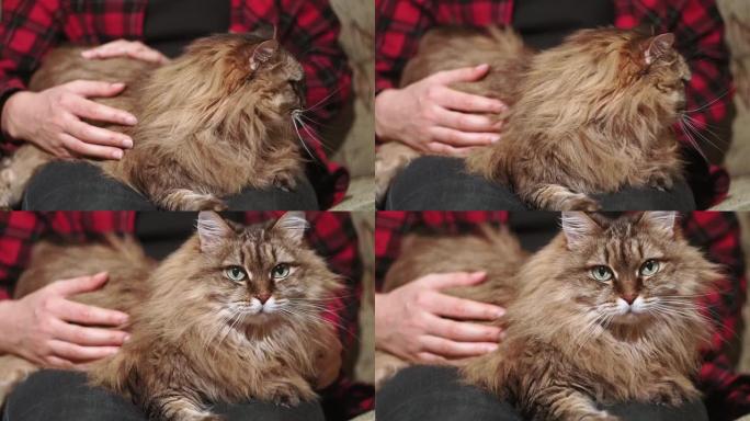 特写一只毛茸茸的猫的肖像，猫躺在主人的腿上。房子的最爱