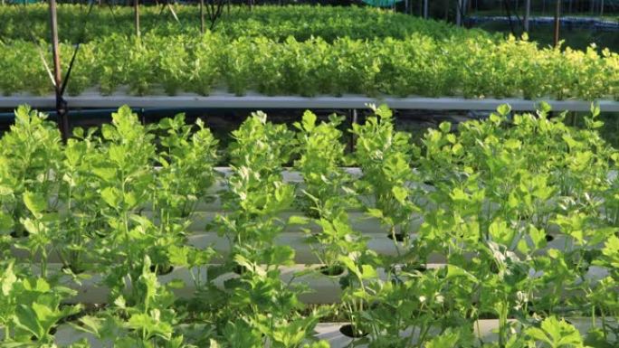 水培芹菜养殖餐桌菜园，有机养殖农业概念，4k分辨率。绿色白色，绿叶，丰富，市场需求，健康饮食生活方式