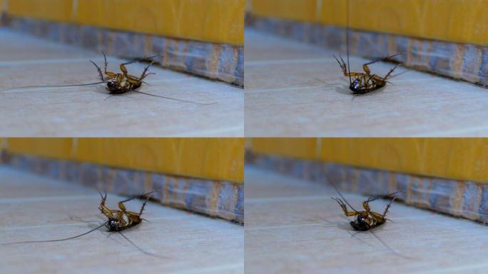 厕所地板上的蟑螂。