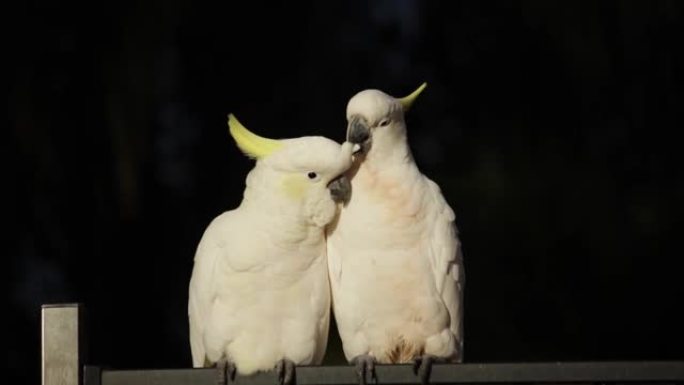 凤头鹦鹉硫磺凤头鹦鹉 (Cacatua galerita) 一对美容夫妇