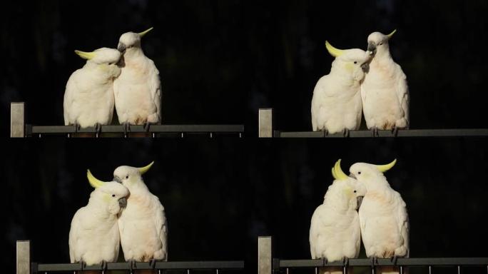 凤头鹦鹉硫磺凤头鹦鹉 (Cacatua galerita) 一对美容夫妇