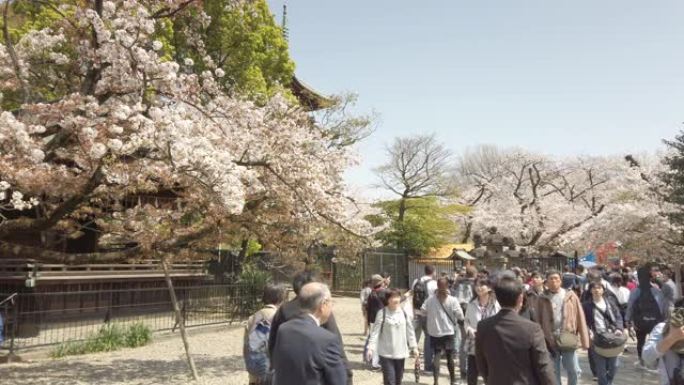 日本东京上野公园4k樱花落花