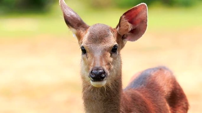 关闭泰国考艾国家公园的水鹿
