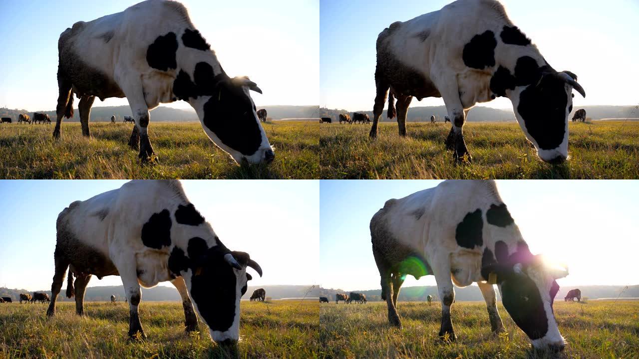 母牛在草坪或田野里吃新鲜的绿草。牧场上的牛群。美丽的乡村风景，背景是阳光。农业概念。风景秀丽的乡村风