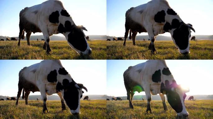 母牛在草坪或田野里吃新鲜的绿草。牧场上的牛群。美丽的乡村风景，背景是阳光。农业概念。风景秀丽的乡村风