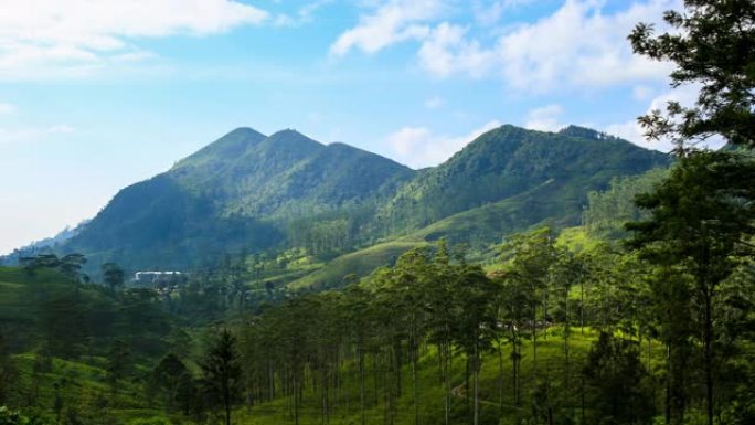 茶园: 斯里兰卡中部省: 指节山脉