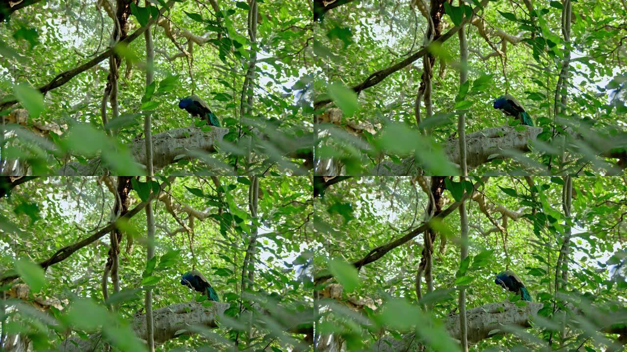 树枝上的孔雀树枝上的孔雀