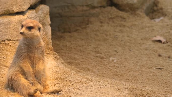 特写或猫鼬猫鼬