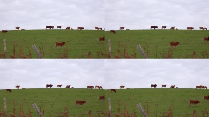 一群红牛在山坡上吃草