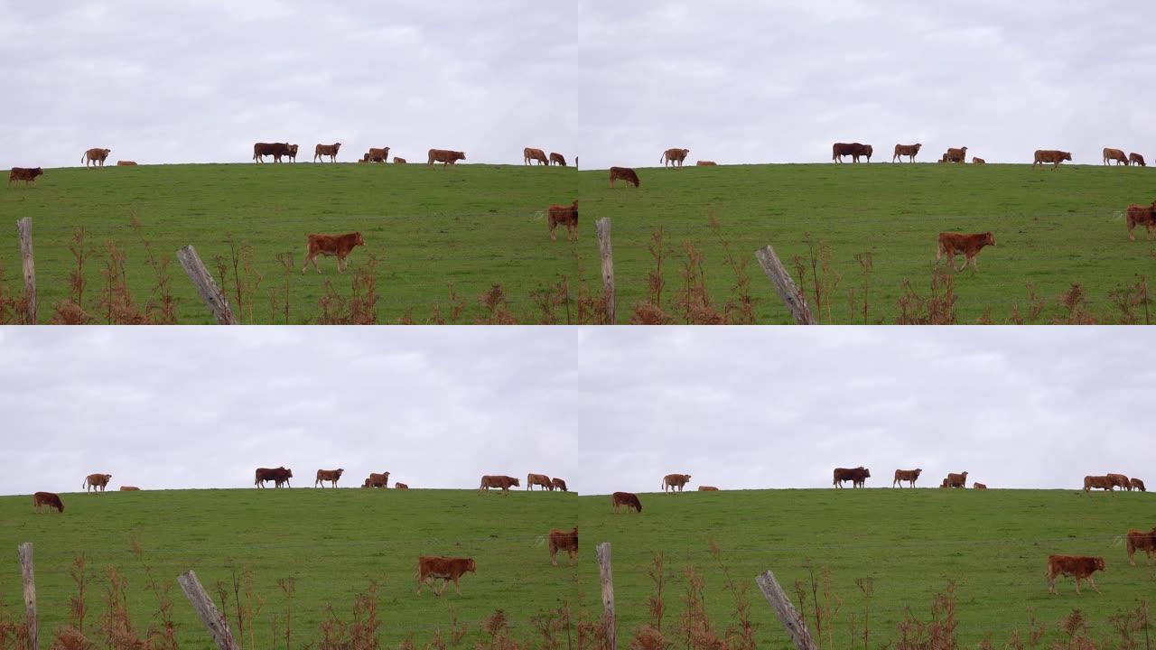 一群红牛在山坡上吃草