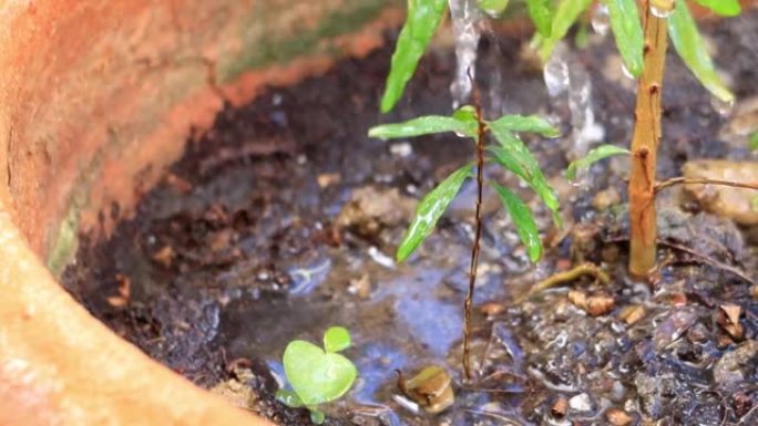 给植物浇水。雨中生长在地面上的绿色幼苗。关心新生活。选择性聚焦。地球日假期概念。世界环境日