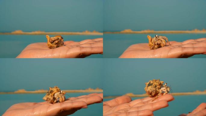 蓝色大海背景上的小寄居蟹在手掌上爬行