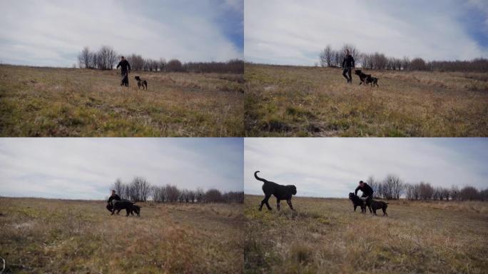 宠物主人在草地上训练他的守护犬