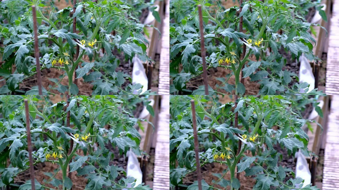 温室中的番茄植物上的花关于农业企业和农业概念。