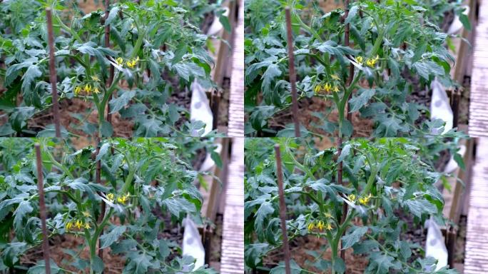 温室中的番茄植物上的花关于农业企业和农业概念。