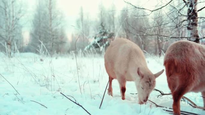 在田野里下雪的冬季牧场上放牧山羊群。山羊走路和吃树上的树皮。模糊背景