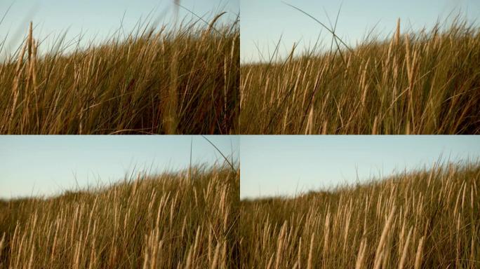 沙丘草，傍晚的光线，日落，抽象，跟踪镜头