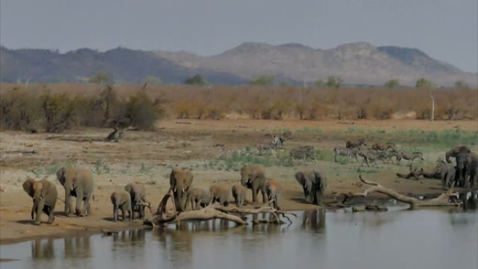 克鲁格国家公园内的非洲象