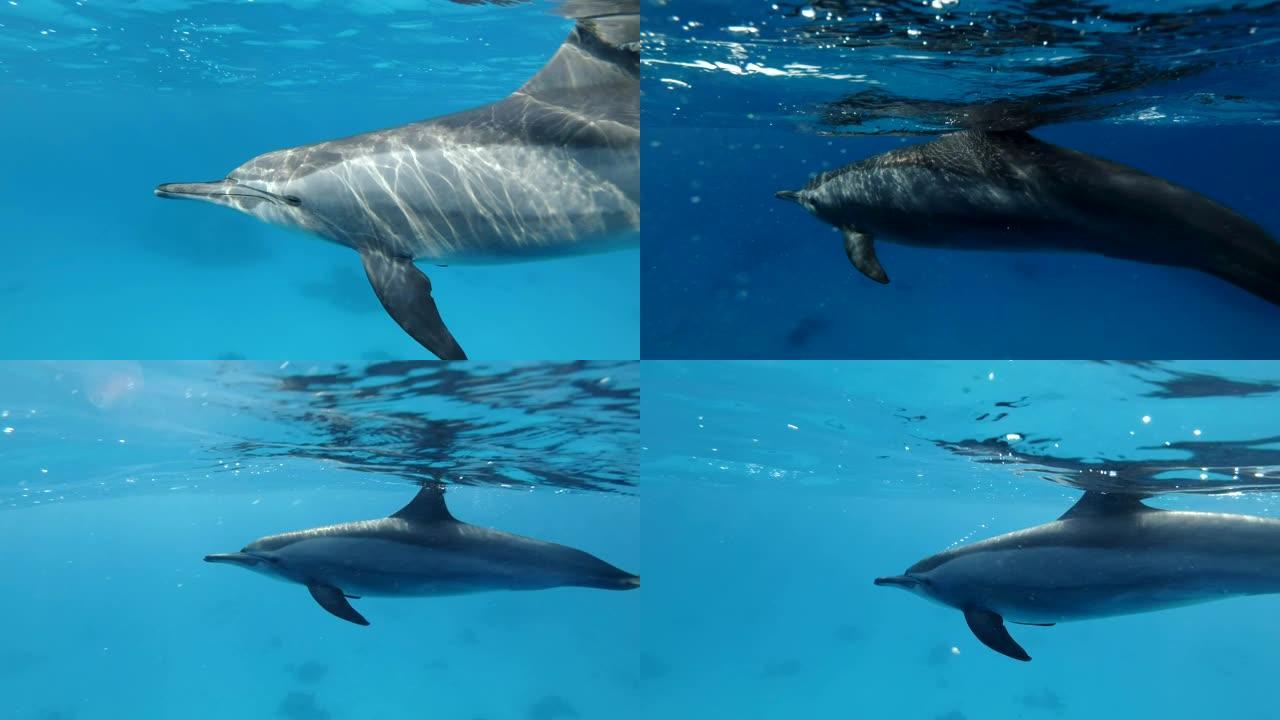 海豚在蓝色水中非常近的水面下缓慢地游成一圈。慢动作，特写，水下镜头。旋转海豚 (Stenella l