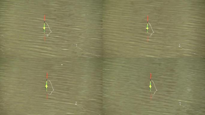 一只钓鱼浮子漂浮在湖水上，在水中打圈。鲍勃在绿波中签名。早上在河上钓鱼。用浮子钓鱼铲球