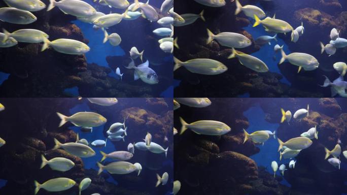 水下海洋生物鱼水下海洋生物鱼海底
