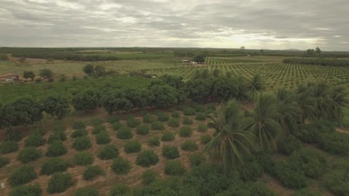 在acerola，椰子树和葡萄藤的农村农业水果生产地上空