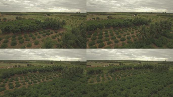 在acerola，椰子树和葡萄藤的农村农业水果生产地上空