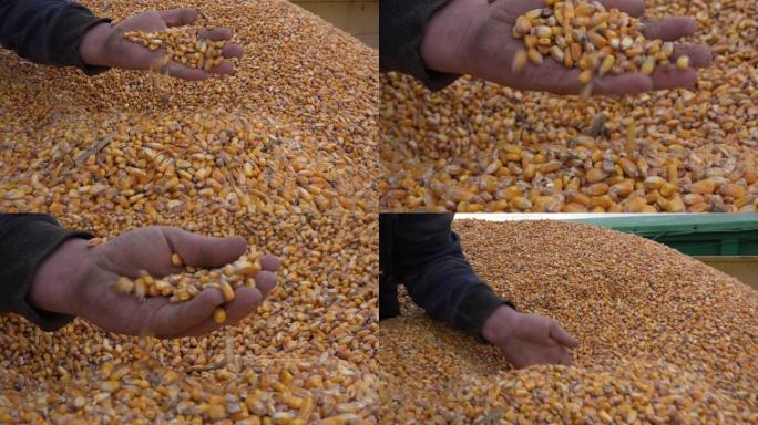收割玉米，农民手里拿着玉米粒