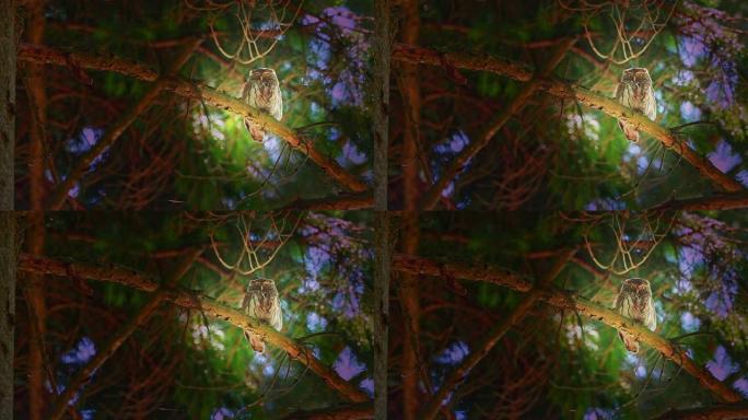 欧亚侏儒-猫头鹰-glauccidium passerinum在夏天坐在森林的树枝上。面对面看镜头。