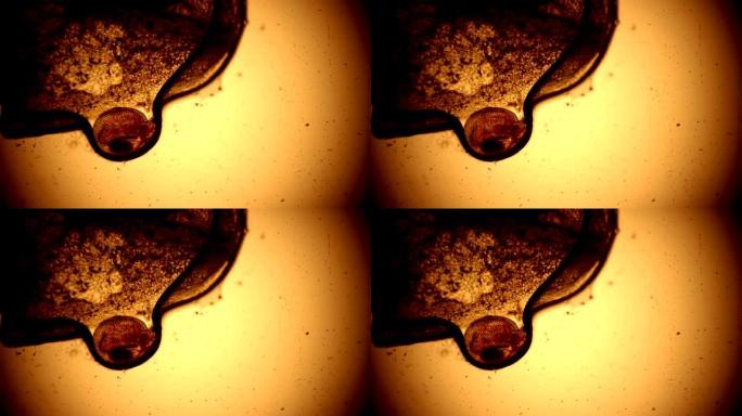 水蚤卡在近距离显微镜下的一滴水中