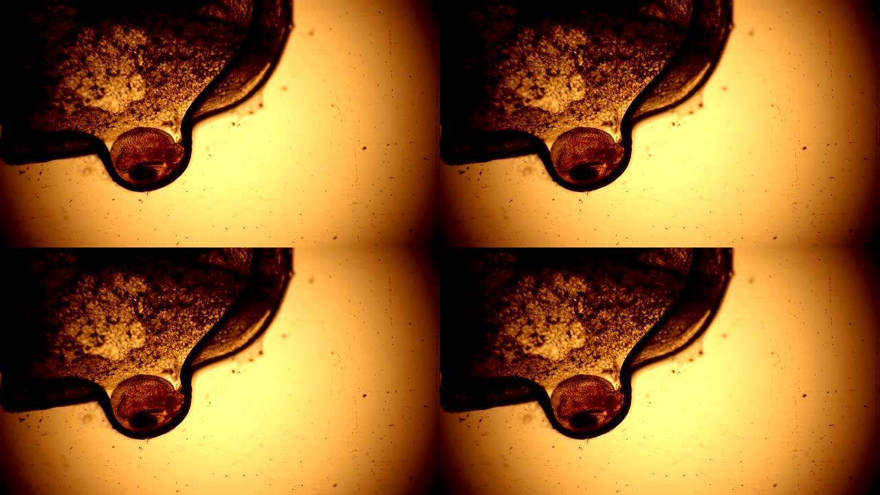 水蚤卡在近距离显微镜下的一滴水中