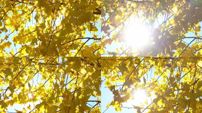在日本东京市的秋天晴天，银杏树上的4k美丽的黄色银杏叶在风中摇曳，阳光穿过银杏叶。秋天概念中的美丽自