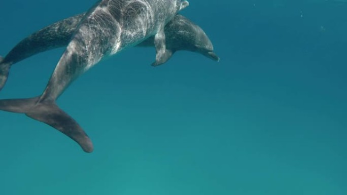 海豚在水下游泳海豚鱼群海洋大海野生动物