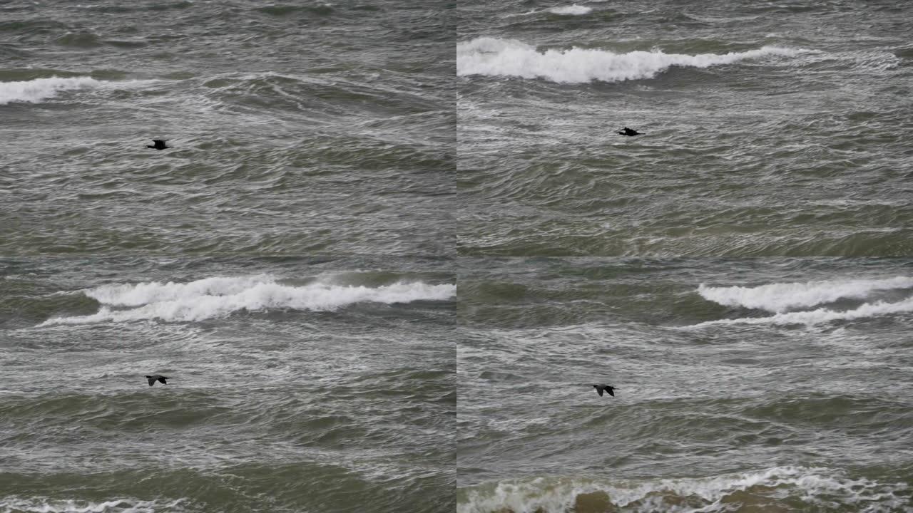 鹅以不完美的形式飞行。慢动作。鸟雁在暴风雨中编队在水面上飞行。迁徙较大的鸟类，在海上飓风期间在大浪上