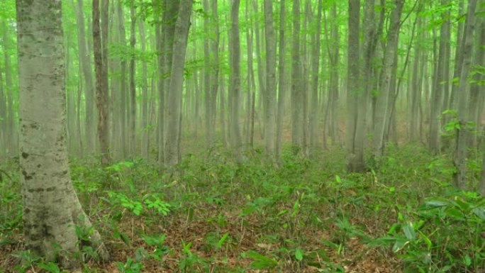 迷雾山毛榉树森林丛林氧吧生态