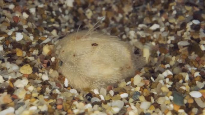 一个小海胆土豆迅速挖入海底的沙子。海马铃薯或普通心胆 (Echinocardium cordatum